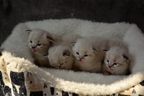Rosehillrags Olivia kittens 3 weeks old